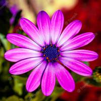Profissional - Regina R.