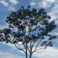 Profissional - Alexandre F.