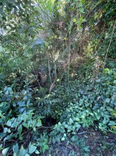 Terreno com a área de 17.050,00m², localizado em Balneário Camboriú - SC
