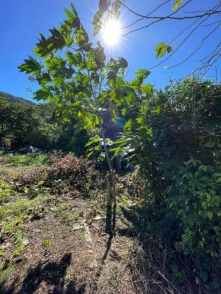 Terreno com a área de 17.050,00m², localizado em Balneário Camboriú - SC