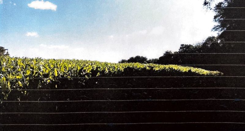 Lote rural com área total remanescente de 62.500m², localizado em Boa Vista Do Buricá - RS