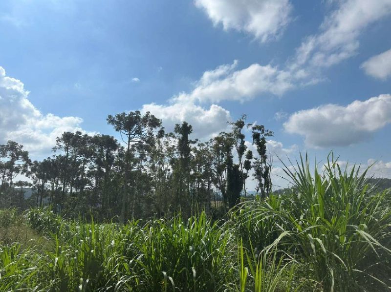 IMÓVEL RURAL PRESIDENTE GETULIO, localizado em Presidente Getúlio - SC