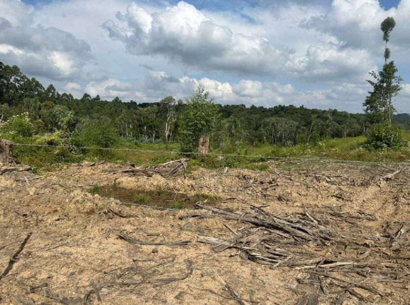 IMÓVEL RURAL PRESIDENTE GETULIO, localizado em Presidente Getúlio - SC