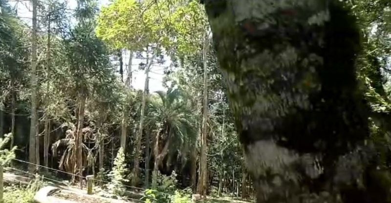 IMÓVEL RURAL 74.706,85m² - TABULEIRO, localizado em Curitibanos - SC