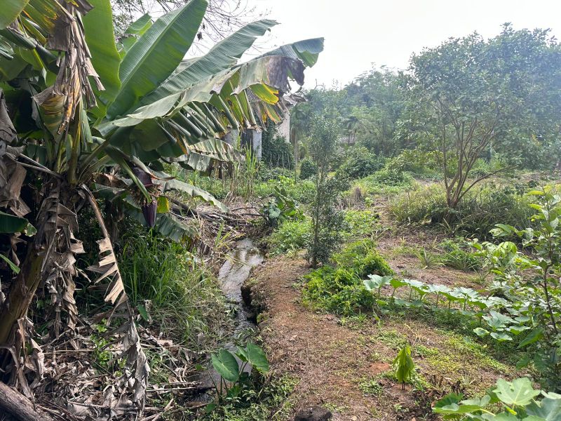 Terreno Urbano de 3.330m² em Nova Veneza, localizado em Nova Veneza - SC, bairro Nova Veneza