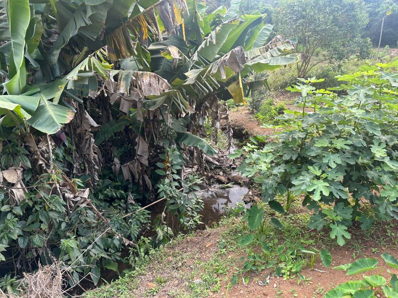 Terreno Urbano de 3.330m² em Nova Veneza, localizado em Nova Veneza - SC, bairro Nova Veneza