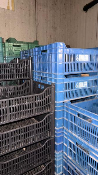 125 Pallets de Madeira
