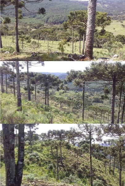 Área rural 136.544,38m² invernada do rucha painel.