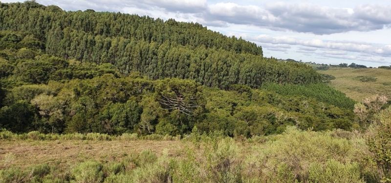 Imóvel rural 197.226,93m² e 50% reflorestamento.