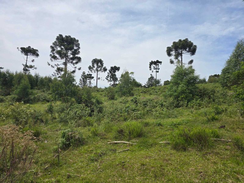 Área rural 280.000,00m² - 28ha Correia Pinto/SC, localizado em Correia Pinto - SC
