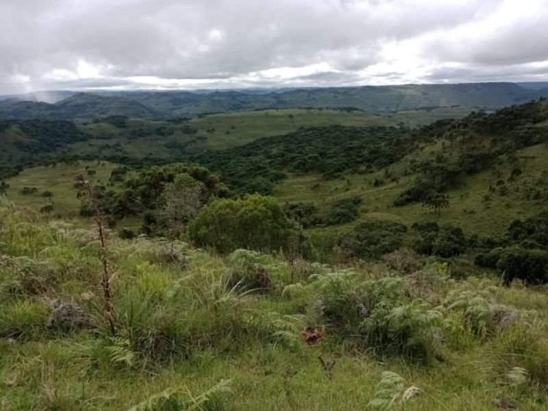 Fazenda 467ha, Morrinhos, Lages - SC, localizado em Lages - SC