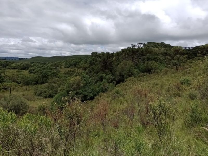 Fazenda 467ha, Morrinhos, Lages - SC, localizado em Lages - SC