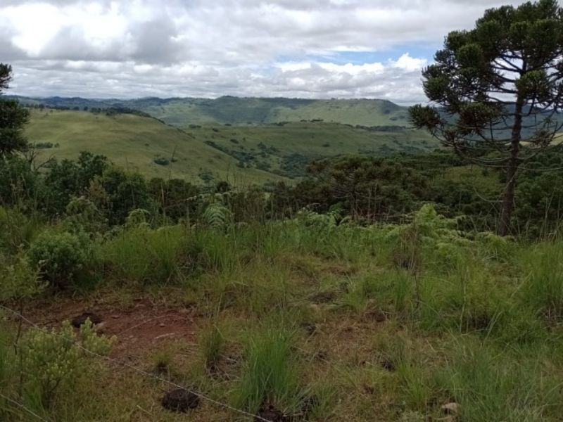 Fazenda 467ha, Morrinhos, Lages - SC, localizado em Lages - SC