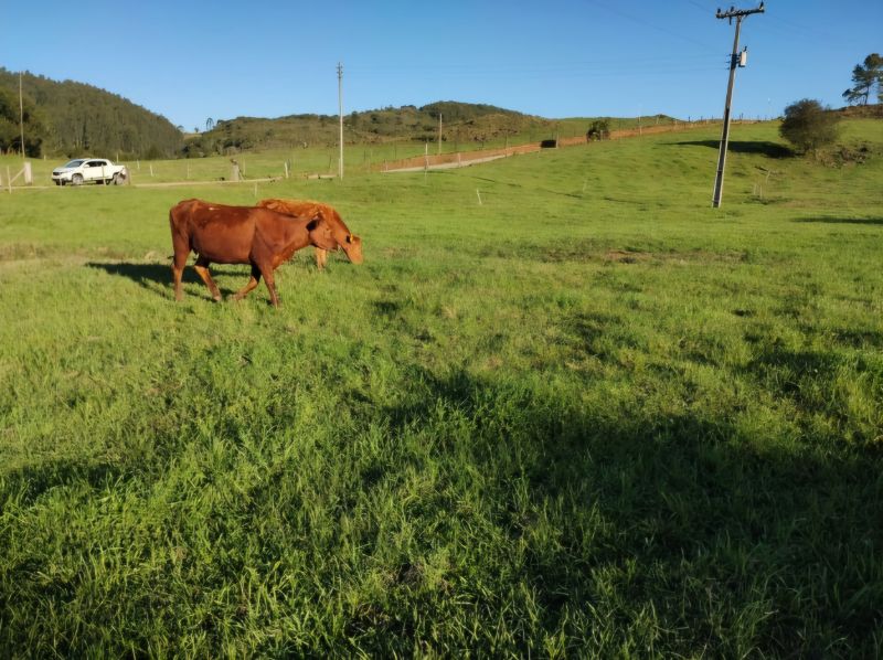 Imóvel Rural, 30.250,00m2, Anita Garibaldi - SC, localizado em Anita Garibaldi - SC