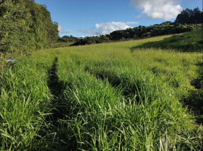 Imóvel Rural, 30.250,00m2, Anita Garibaldi - SC, localizado em Anita Garibaldi - SC