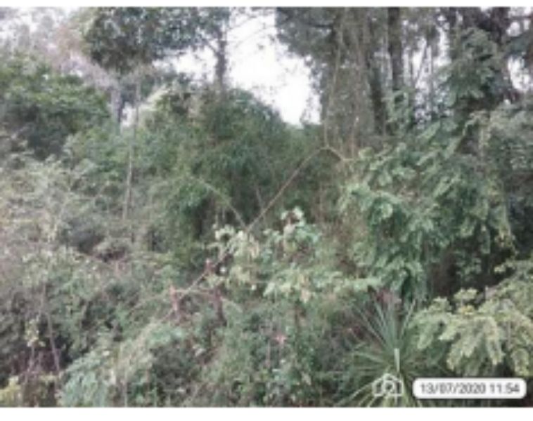 Lote 938,40m², Cordilheira Alta/SC, localizado em Cordilheira Alta - SC