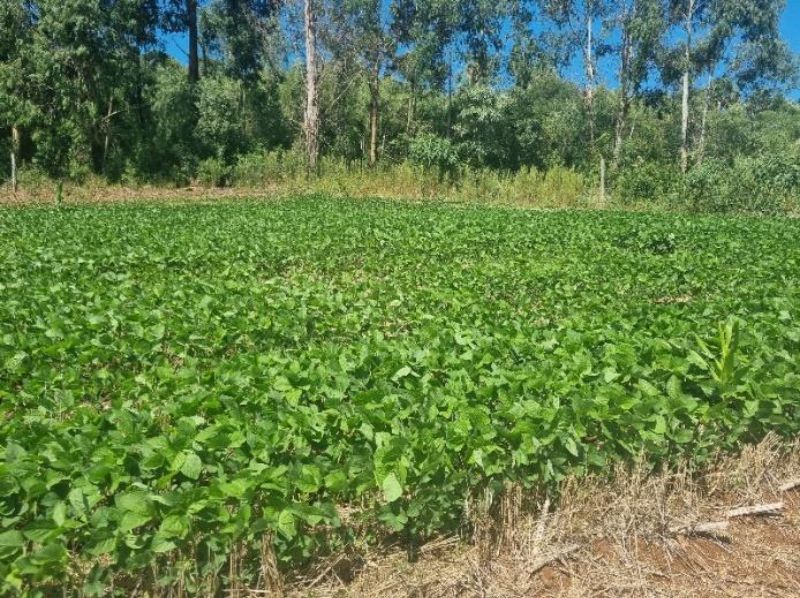 50% DO TERRENO RURAL em Lebon Régis/SC, localizado em Lebon Régis - SC