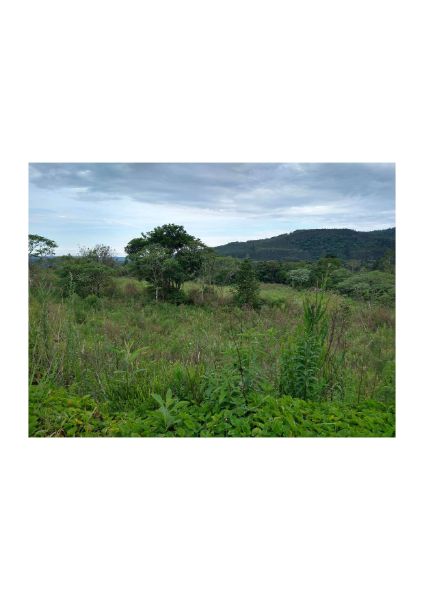 TERRENO RURAL TIMBÓ GRANDE, localizado em Timbó Grande - SC