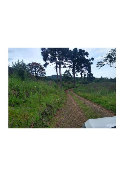 TERRENO RURAL TIMBÓ GRANDE, localizado em Timbó Grande - SC