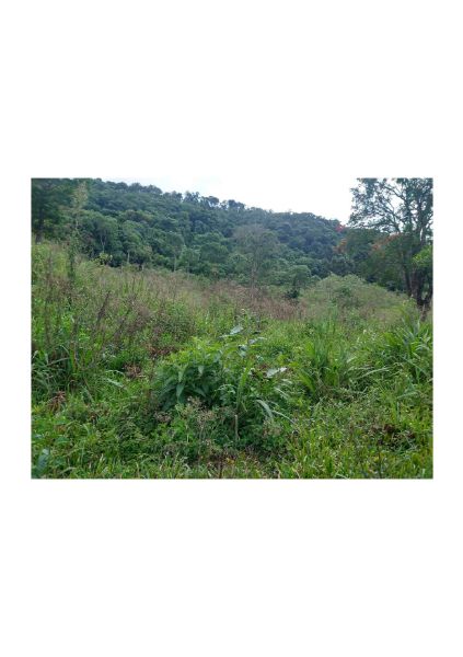 TERRENO RURAL TIMBÓ GRANDE, localizado em Timbó Grande - SC