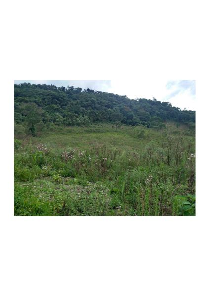 TERRENO RURAL TIMBÓ GRANDE, localizado em Timbó Grande - SC