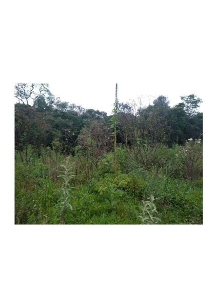 TERRENO RURAL TIMBÓ GRANDE, localizado em Timbó Grande - SC
