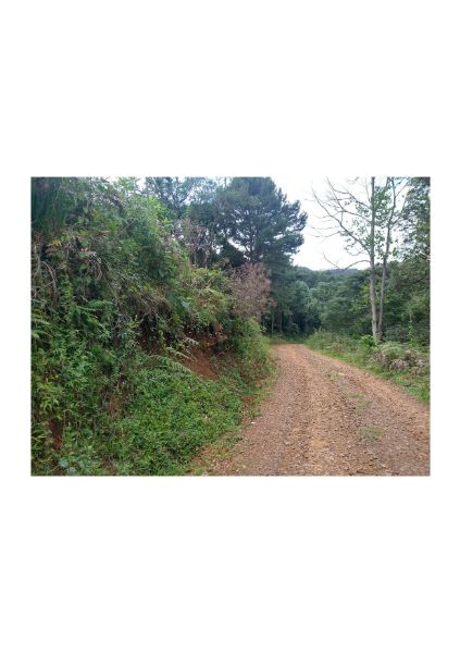 TERRENO RURAL TIMBÓ GRANDE, localizado em Timbó Grande - SC