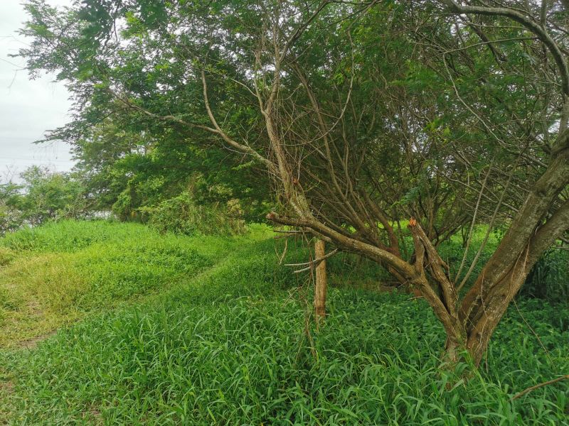 Terreno de 4.604,50m² na Guarda do Cubatão, localizado em Palhoça - SC