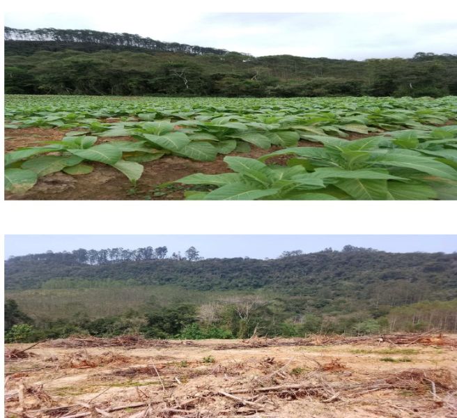 Terreno de 10.2ha com Casa, localizado em Vitor Meireles - SC