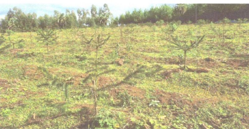 Dois terrenos rurais em Matos Costa/SC, localizado em Matos Costa - SC