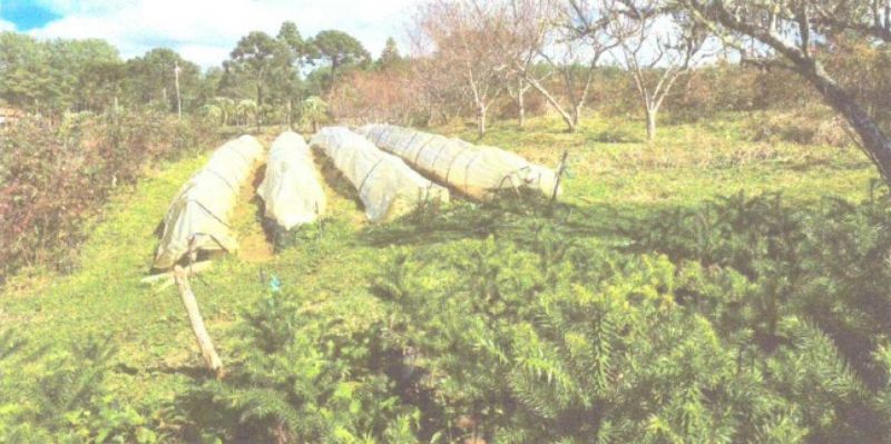 Dois terrenos rurais em Matos Costa/SC, localizado em Matos Costa - SC