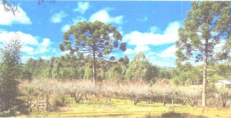 Dois terrenos rurais em Matos Costa/SC, localizado em Matos Costa - SC