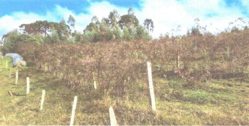 Dois terrenos rurais em Matos Costa/SC, localizado em Matos Costa - SC