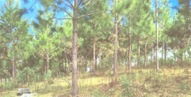 Dois terrenos rurais em Matos Costa/SC, localizado em Matos Costa - SC