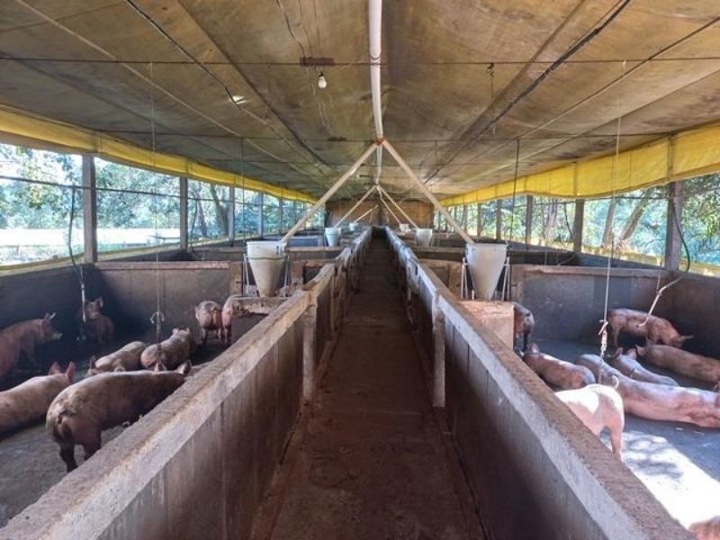 Terreno com 96.800,00m² com granja e moradias, localizado em Concórdia - SC
