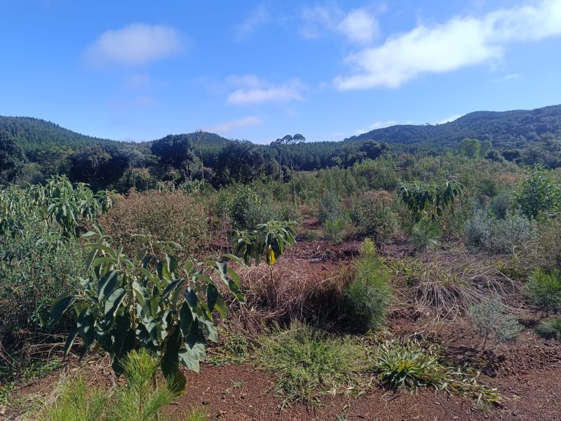 Terreno em Vargem Bonita e Ponte Serrada, localizado em Vargem Bonita - SC
