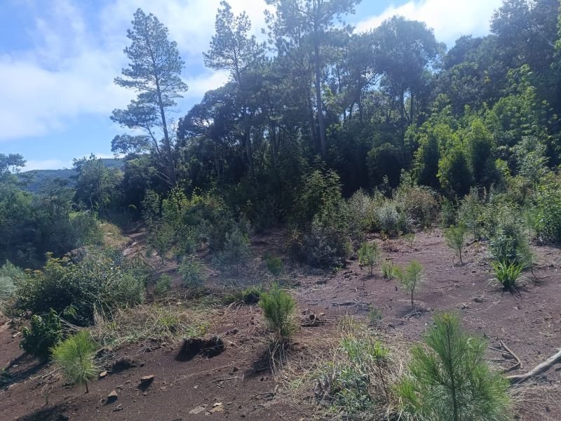 Terreno em Vargem Bonita e Ponte Serrada, localizado em Vargem Bonita - SC
