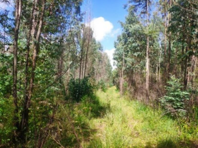 Terreno com 62.914,21m²  em Lages/SC, localizado em Lages - SC