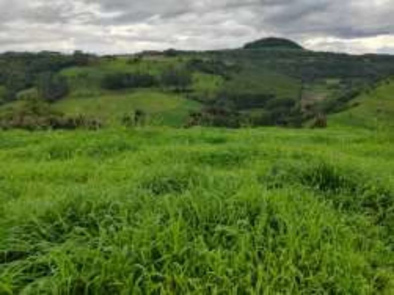 Terreno Rural com 311.241,92m² em Alto Cascalho, localizado em Irani - SC