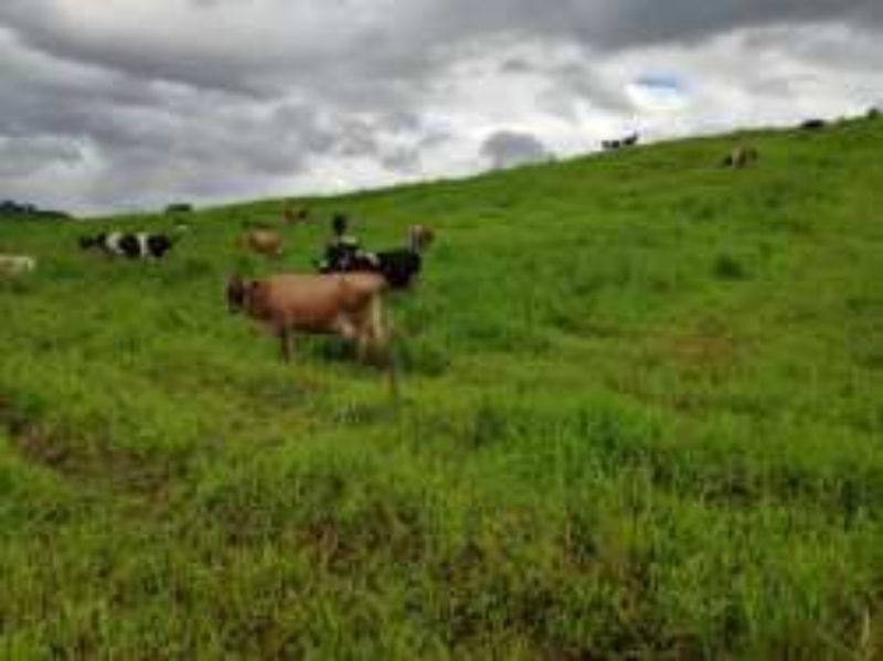 Terreno Rural com 311.241,92m² em Alto Cascalho, localizado em Irani - SC