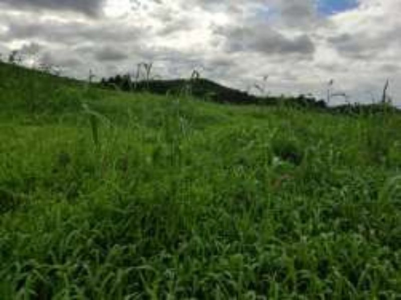 Terreno Rural com 311.241,92m² em Alto Cascalho, localizado em Irani - SC