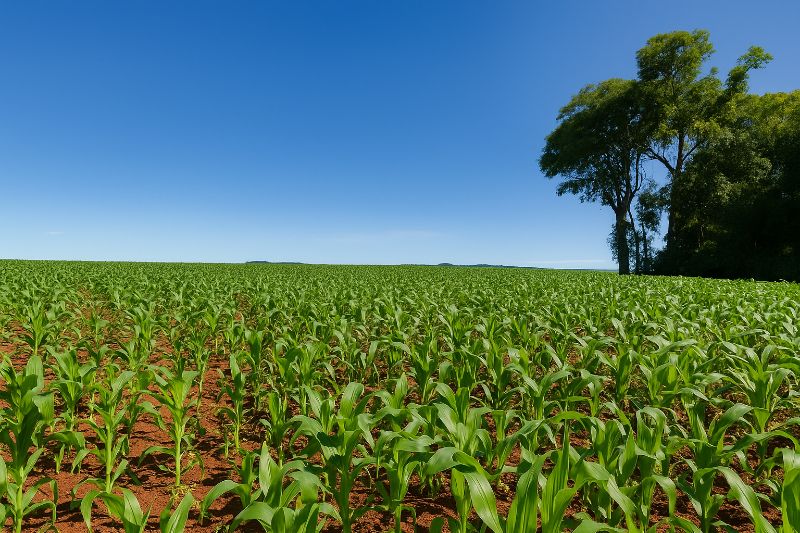 Terreno Rural com 42.166,66m² em Giruá/RS, localizado em Giruá - RS