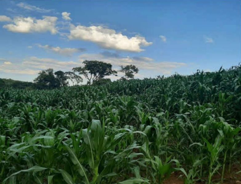 Terreno Rural com 216.995,00 m² em Linha Lamb, localizado em Bom Jesus Do Oeste - SC