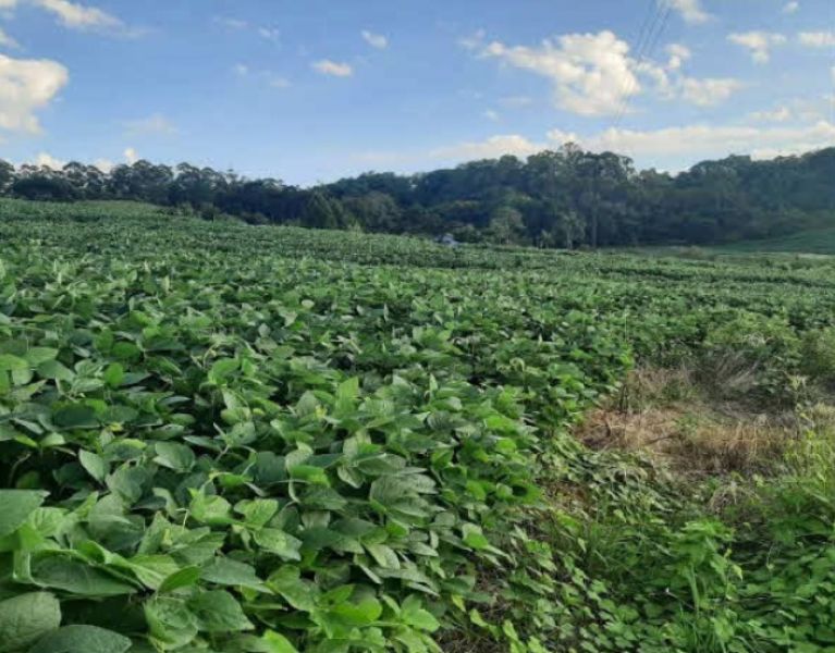 Terreno Rural com 216.995,00 m² em Linha Lamb, localizado em Bom Jesus Do Oeste - SC