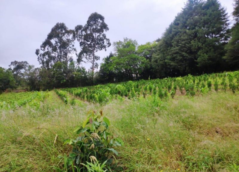 GLEBA URBANA COM ÁEREA DE 18.271,45 m², localizado em Pareci Novo - RS