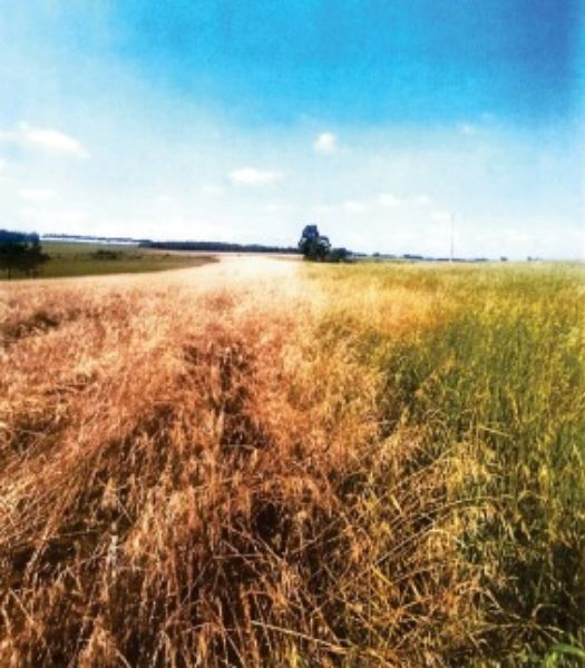Terreno rural com área de 55.158,57m2, localizado em Boa Vista Do Cadeado - RS
