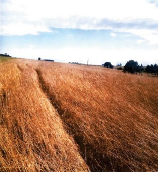 Terreno rural com área de 55.158,57m2, localizado em Boa Vista Do Cadeado - RS