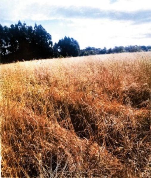 Terreno rural com área de 55.158,57m2, localizado em Boa Vista Do Cadeado - RS