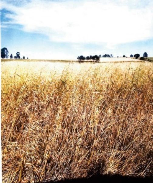 Terreno rural com área de 55.158,57m2, localizado em Boa Vista Do Cadeado - RS