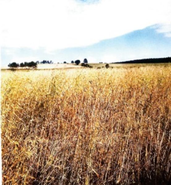 Terreno rural com área de 55.158,57m2, localizado em Boa Vista Do Cadeado - RS